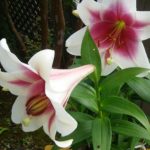 ユリが咲きました