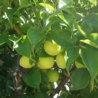 梅がなりました