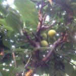 梅がなりました