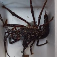 新年早々🙆縁起かいいよ👌