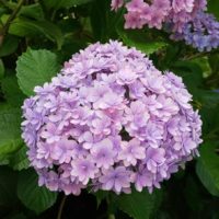 下田あじさい公園行ってきました！