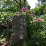 下田あじさい公園行ってきました！